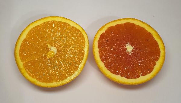 일반오렌지와 카라카라 오렌지 차이점