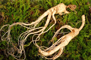 산양삼/출처:어도비스톡