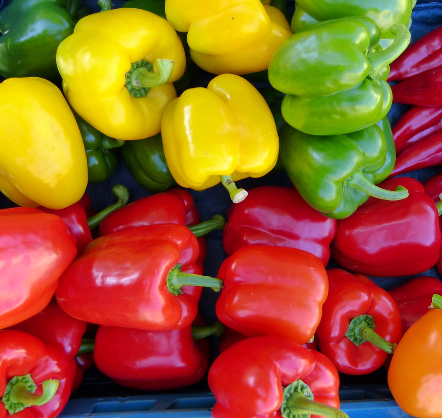 표면에 윤기가 흐르고 단단한 과육을 가진 알록달록한 파프리카와 피망