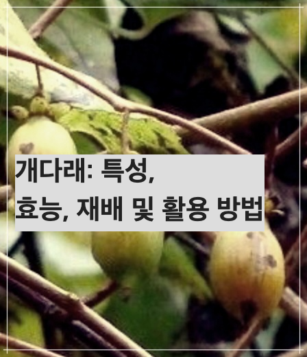 개다래: 특성, 효능, 재배 및 활용 방법
