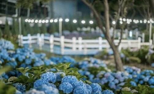 장생포 수국축제