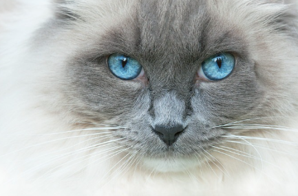 흰 눈이 보이는 고양이.