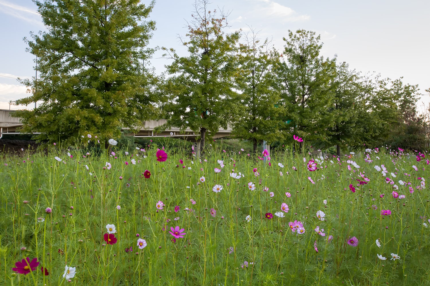 구리 한강공원- 16