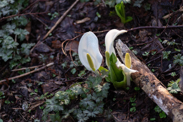 2025 화담숲 입장료 모노레일 주차장