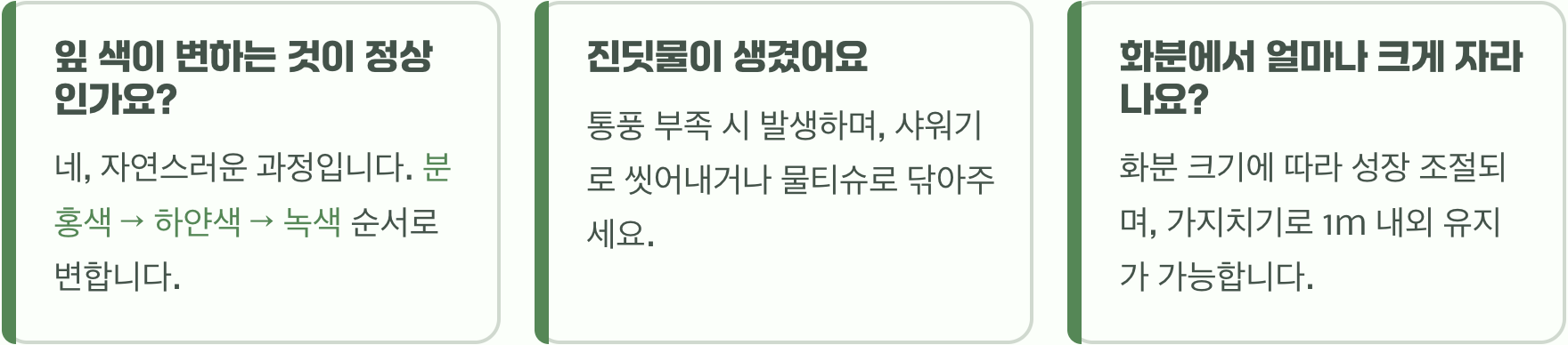 정원 없는 아파트 베란다에서 플라밍고셀릭스 키우기 A to Z