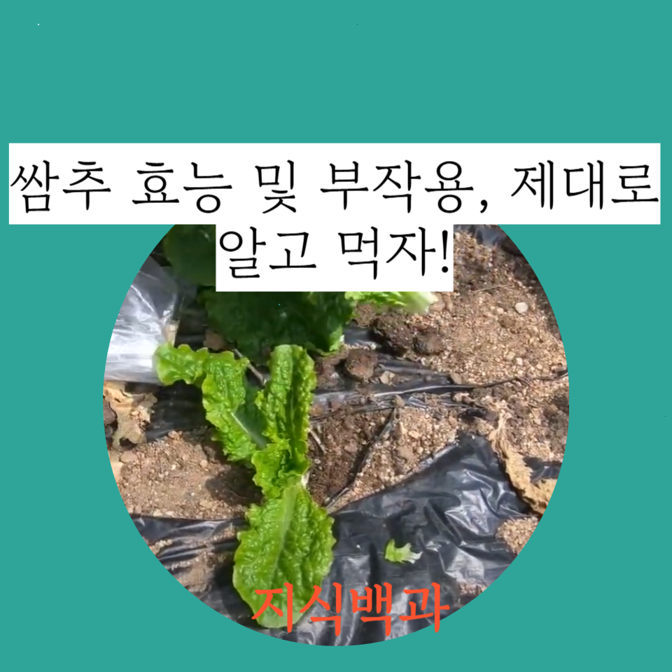 쌈추