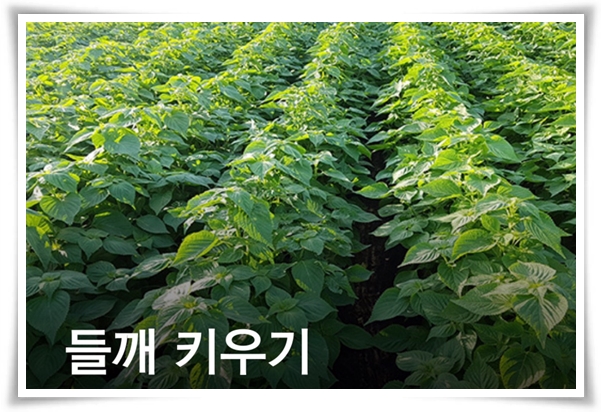 텃밭 "6월, 들깨 심으세요!" 고소함 가득 씨앗부터 수확까지 완벽 가이드!