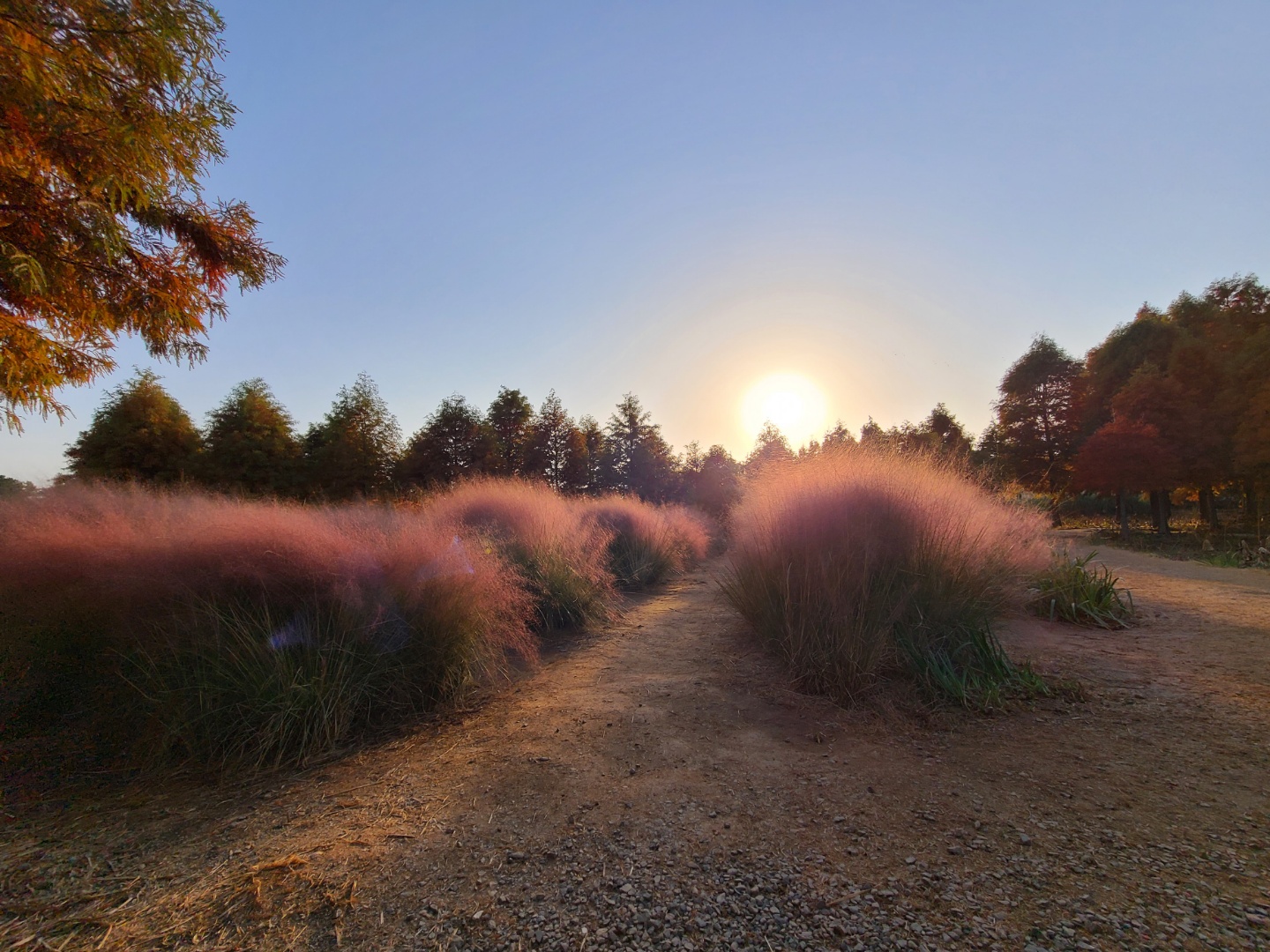 태안가볼만한곳-태안데이트-청산수목원-핑크뮬리