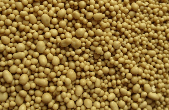 노란 콩처럼 생긴 맥주 효모를 확대한 사진으로 수천개가 모여있다.