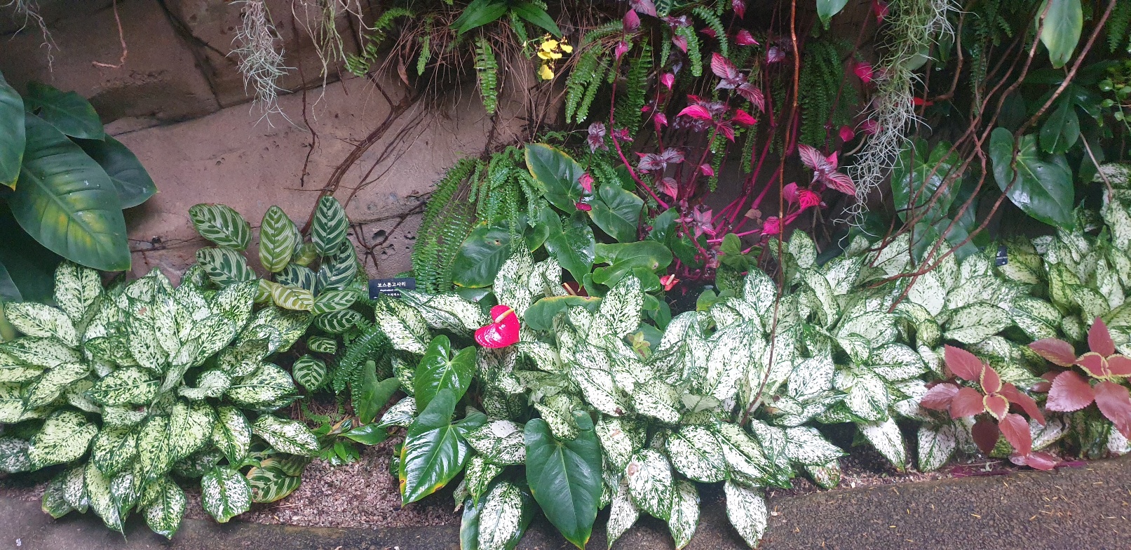 2026 벚꽃 개화시기 언제? 전국 명소 완벽 정리