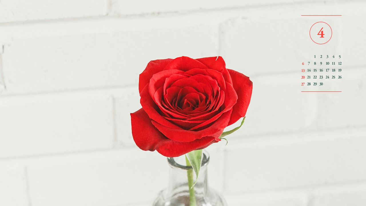 11 빨간 장미 A - 2025년4월 노트북배경화면