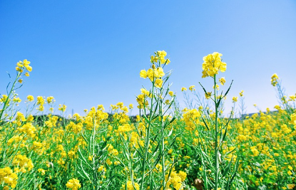 2024 서래섬 유채꽃 축제 주차장 정보&amp;#44; 무료셔틀버스(한강순환관람차)와 관련된 유채꽃 사진