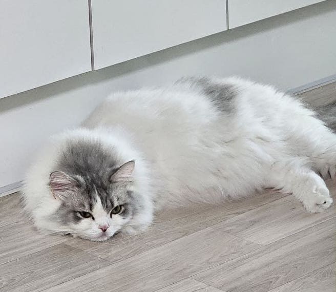 편안한 고양이