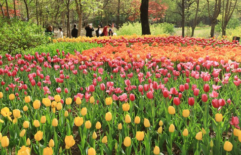 튤립축제
