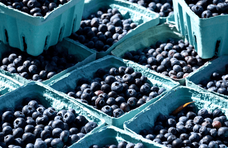 항산화 뜻, 항산화 대표식품 블루베리