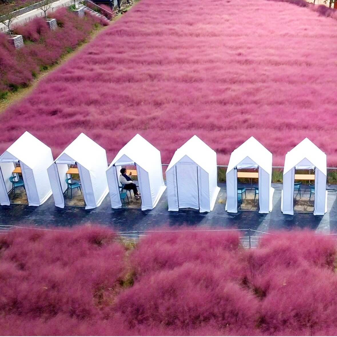 고창 핑크뮬리 축제