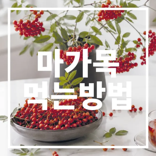 마가목 먹는 방법