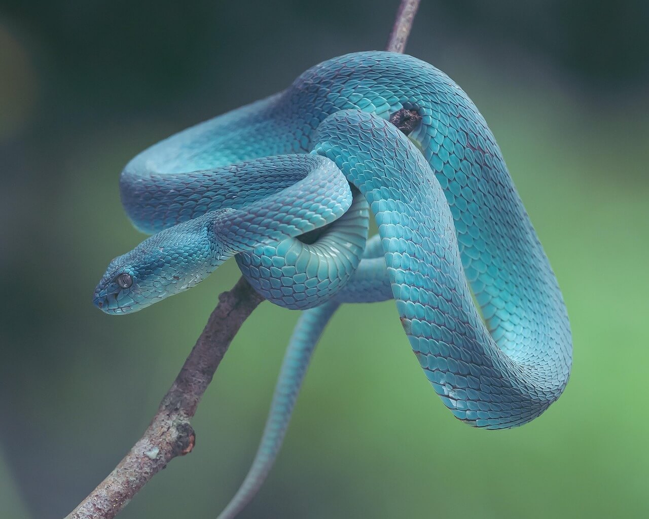 뱀 꿈 해몽 흉몽