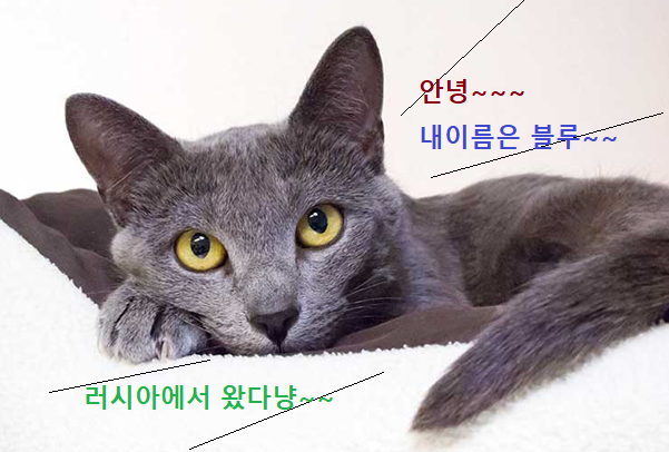 러시안 블루 고양이 사진
