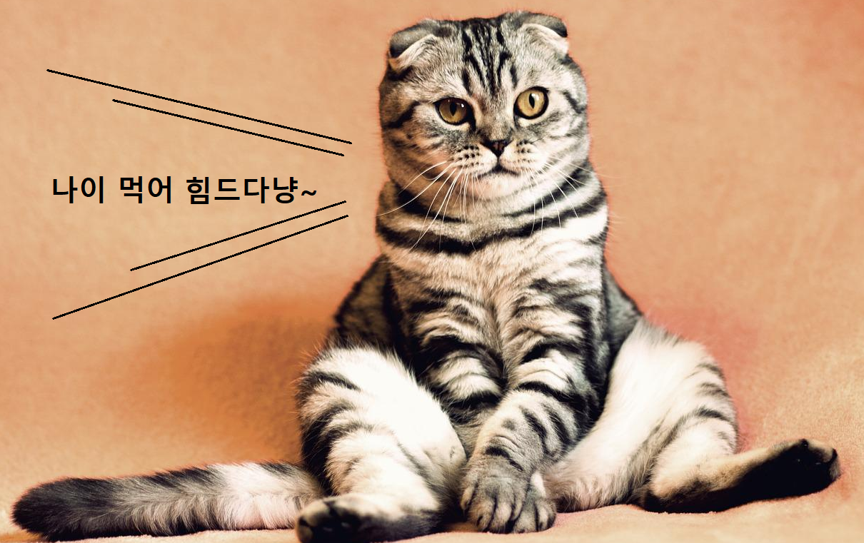 고양이 앉아 있는 이미지