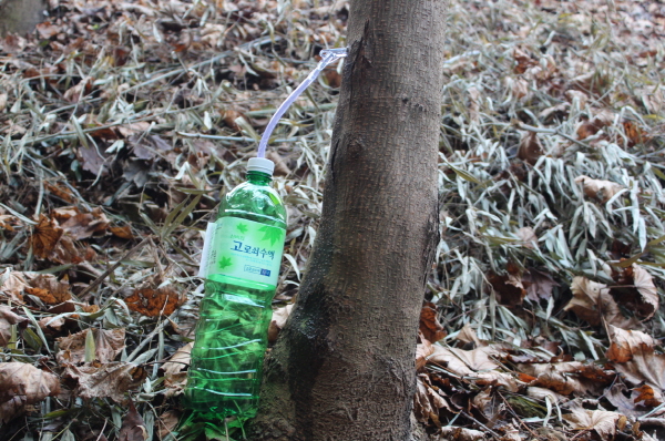 나무에-관을-꼽고-수액을-채취하는-모습