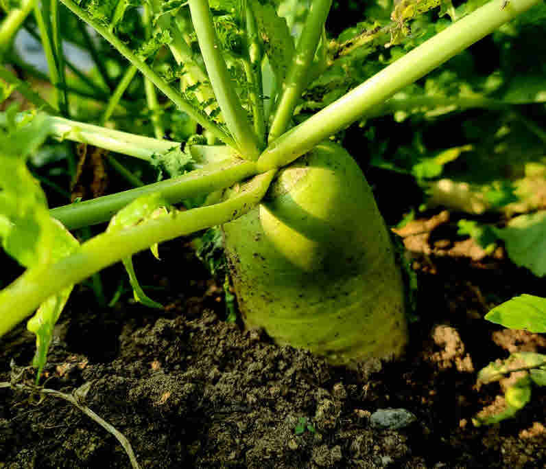 radish