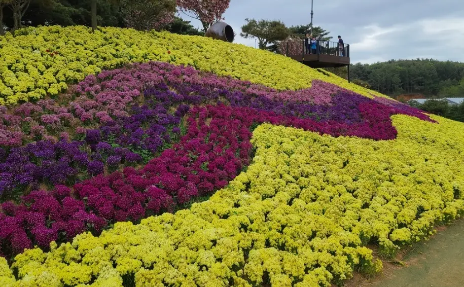태안 튤립축제 주차장, 포토존, 입장료 안내