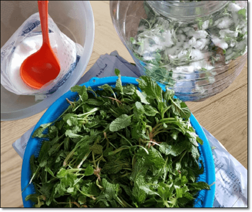 곰보배추 효소 담그기