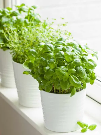 주방 허브 키우기 물주기 수확관리 세척보관 어르신도 간단 실천_2