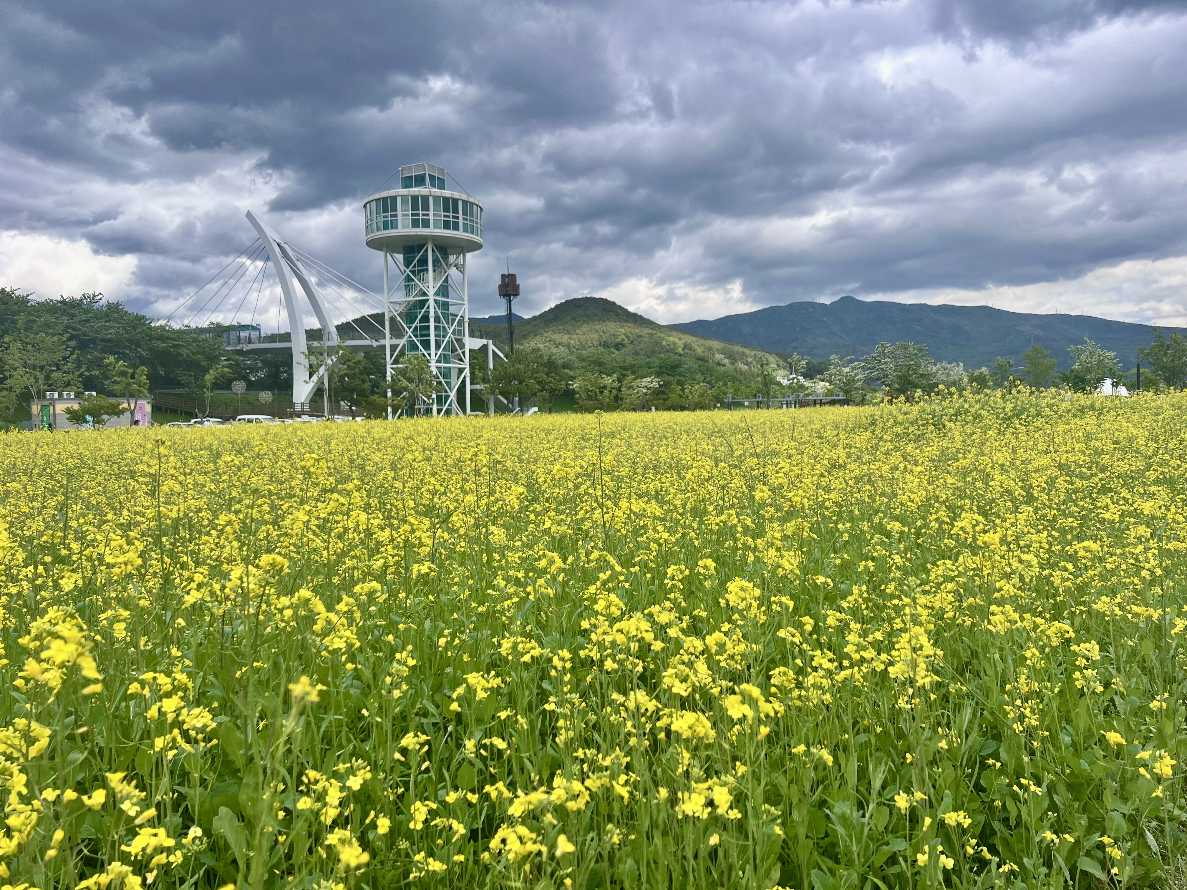 5월 황산공원 꽃, 황산공원 산책, 황산공원 자전거, 양산아이와가볼만한곳, 황산공원 나들이