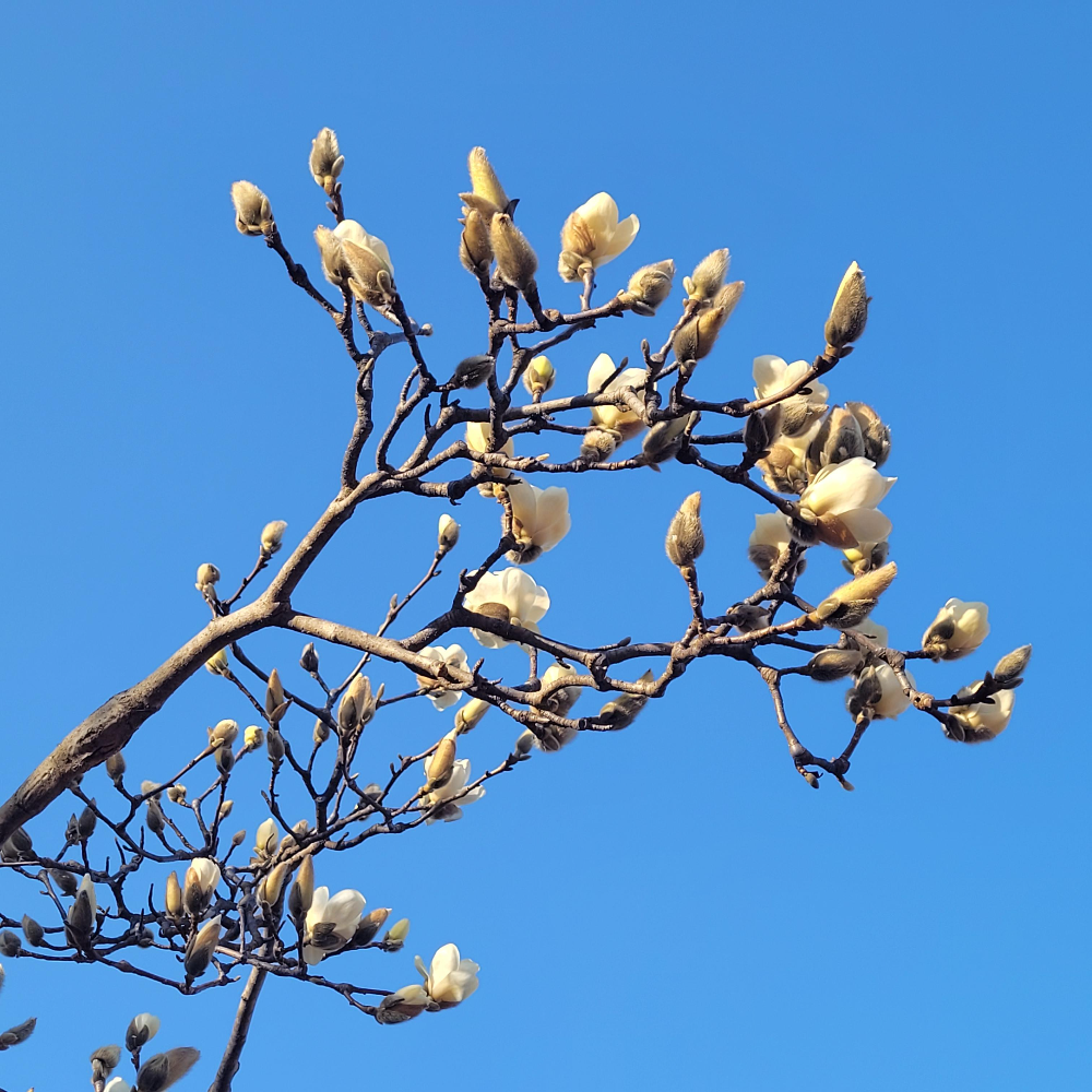 올해 백목련 하얀목련과 첫 만남 가진 날 3