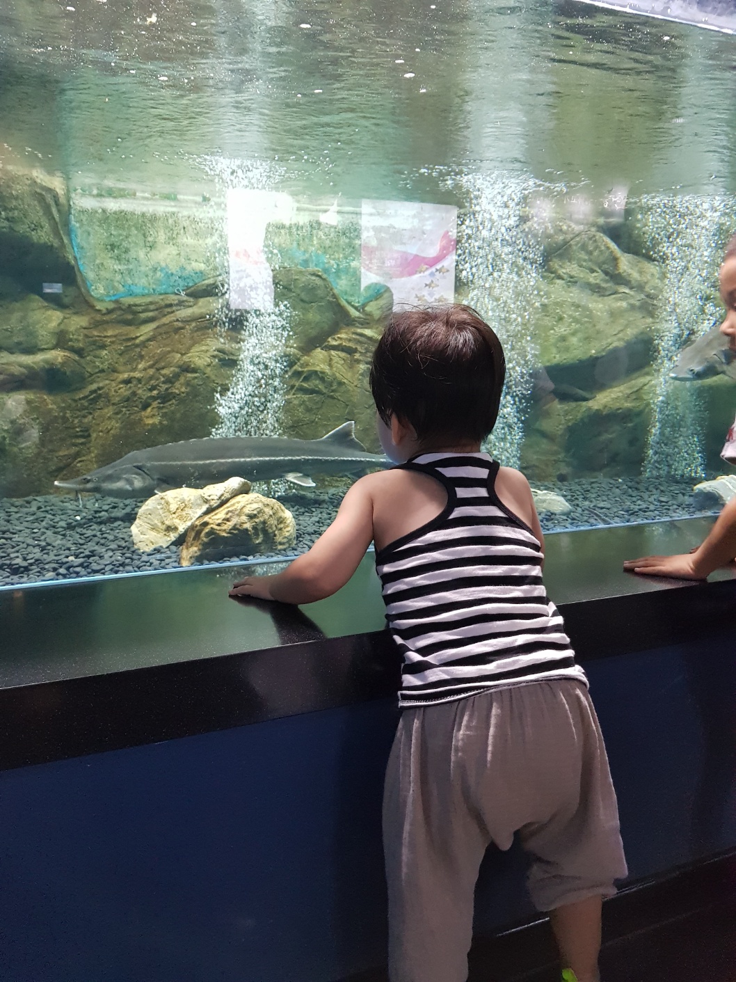 철갑상어 존 앞에서 떠날줄 모르는 아들