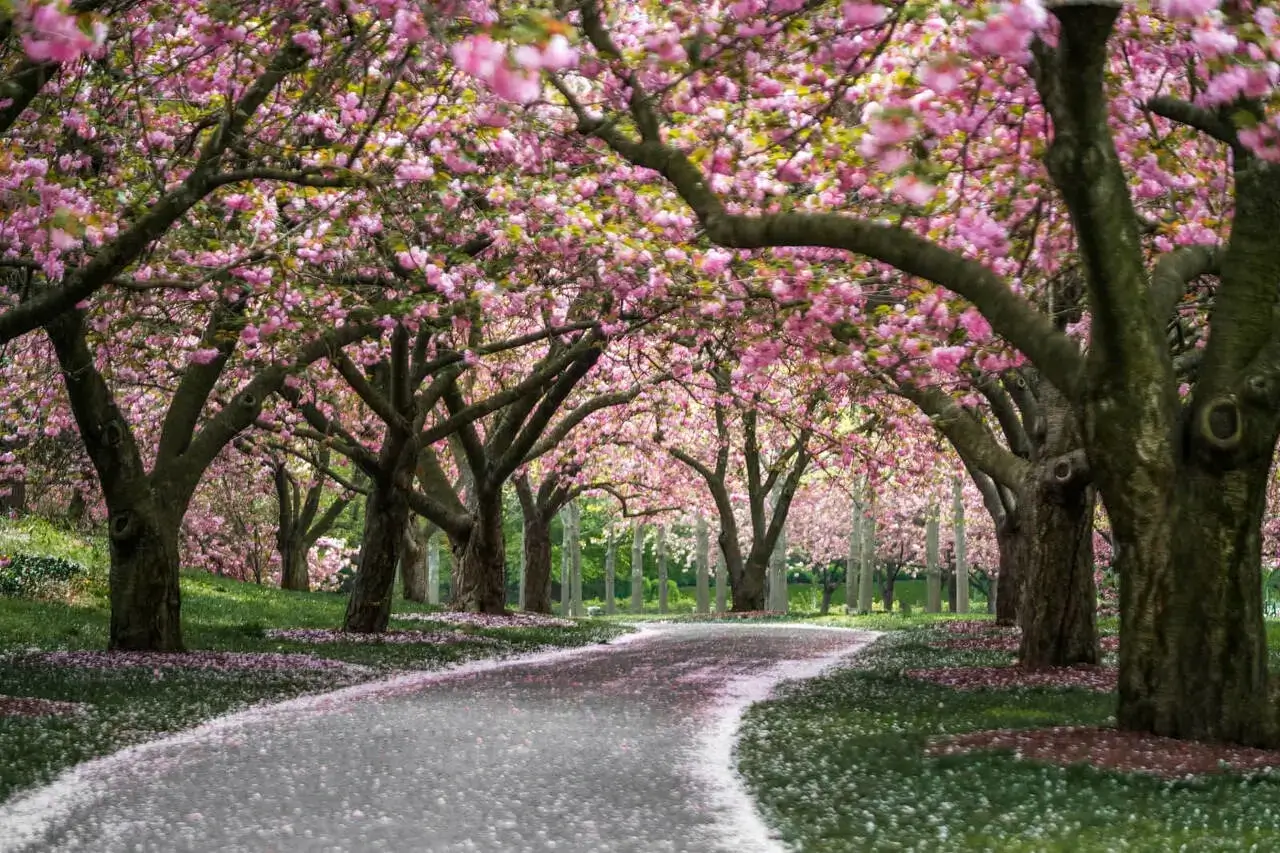 브루클린 보태니컬 가든, 브루클린 Brooklyn Botanic Garden, Brooklyn, New York