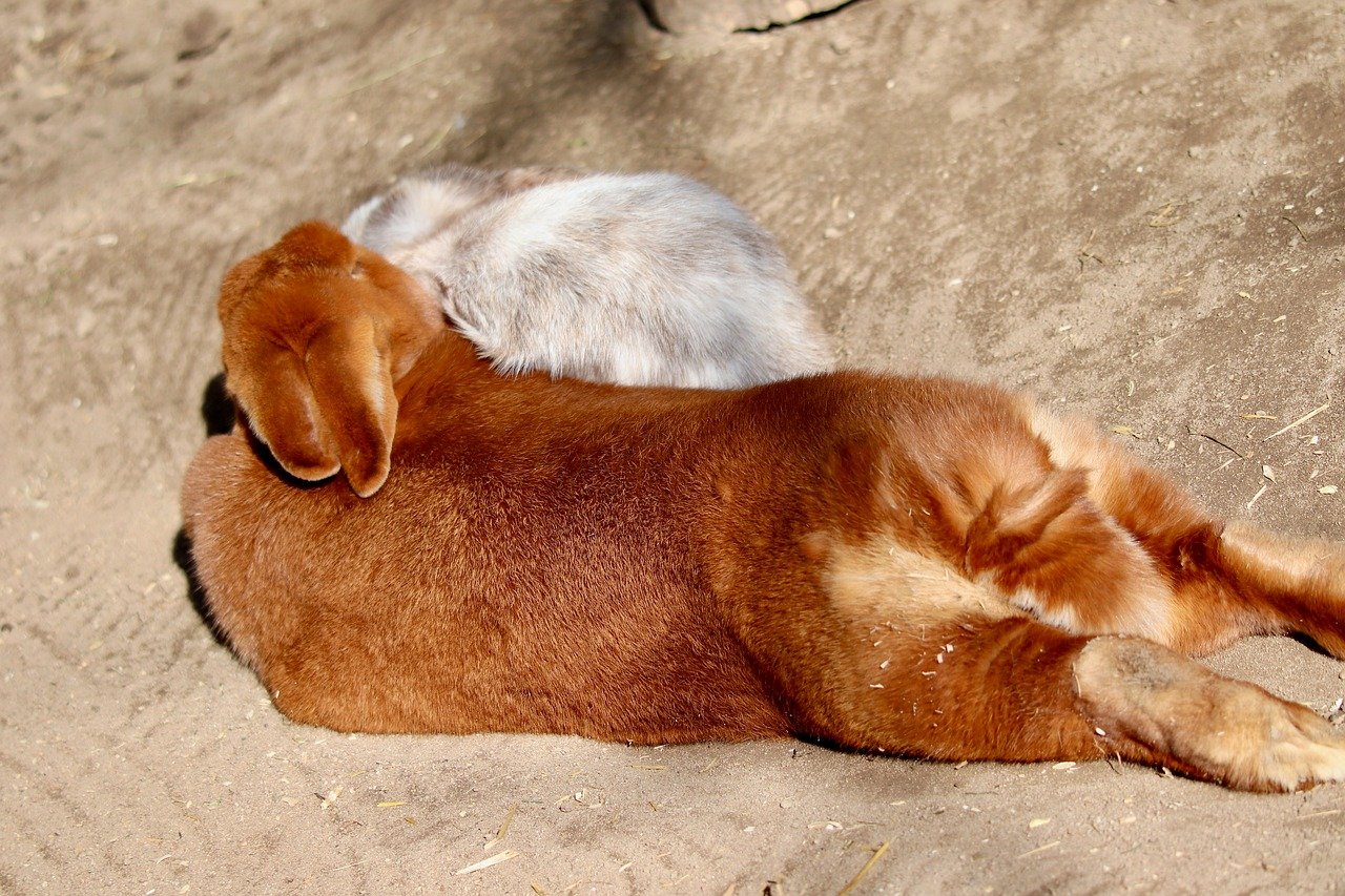 2025년 현재 반려동물 의료비 지원금