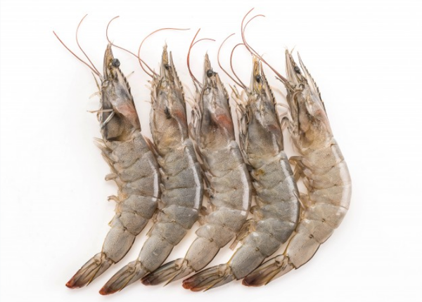 새우 효능 및 부작용