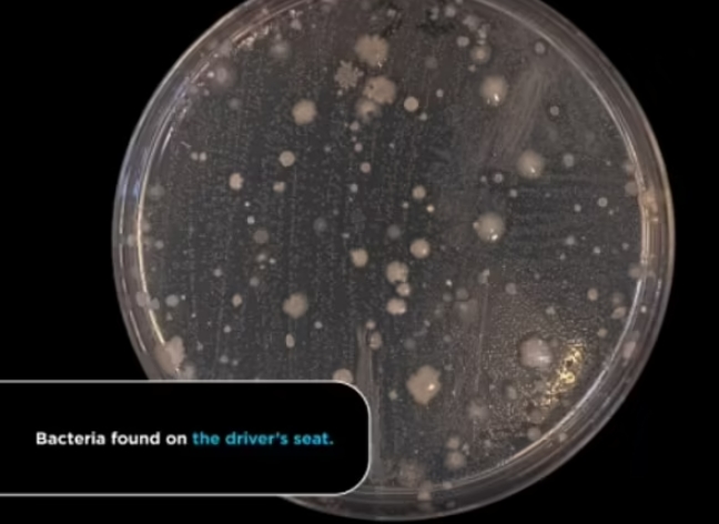 차 안은 깨끗한 곳?...천만에...박테리아가 우글우글 VIDEO: Scientists uncover hidden bacterial dangers lurking in your car 