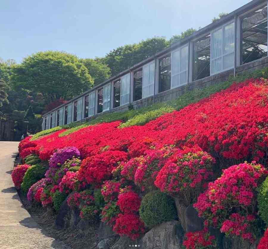 베어트리파크 철쭉제 봄과 철쭉