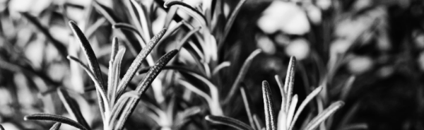 화분 맨 아래에 마사토 깔기