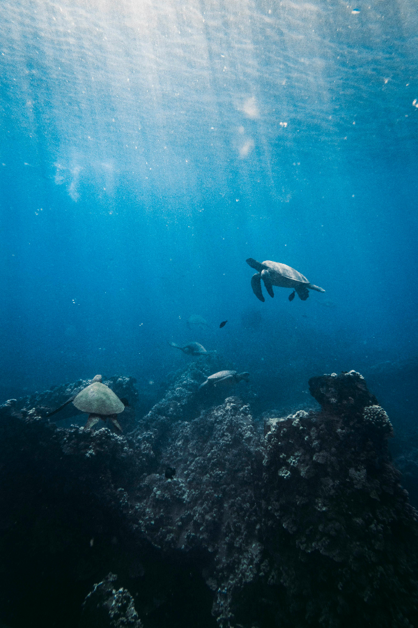 마우이-바다거북-스노클링-투어-사진