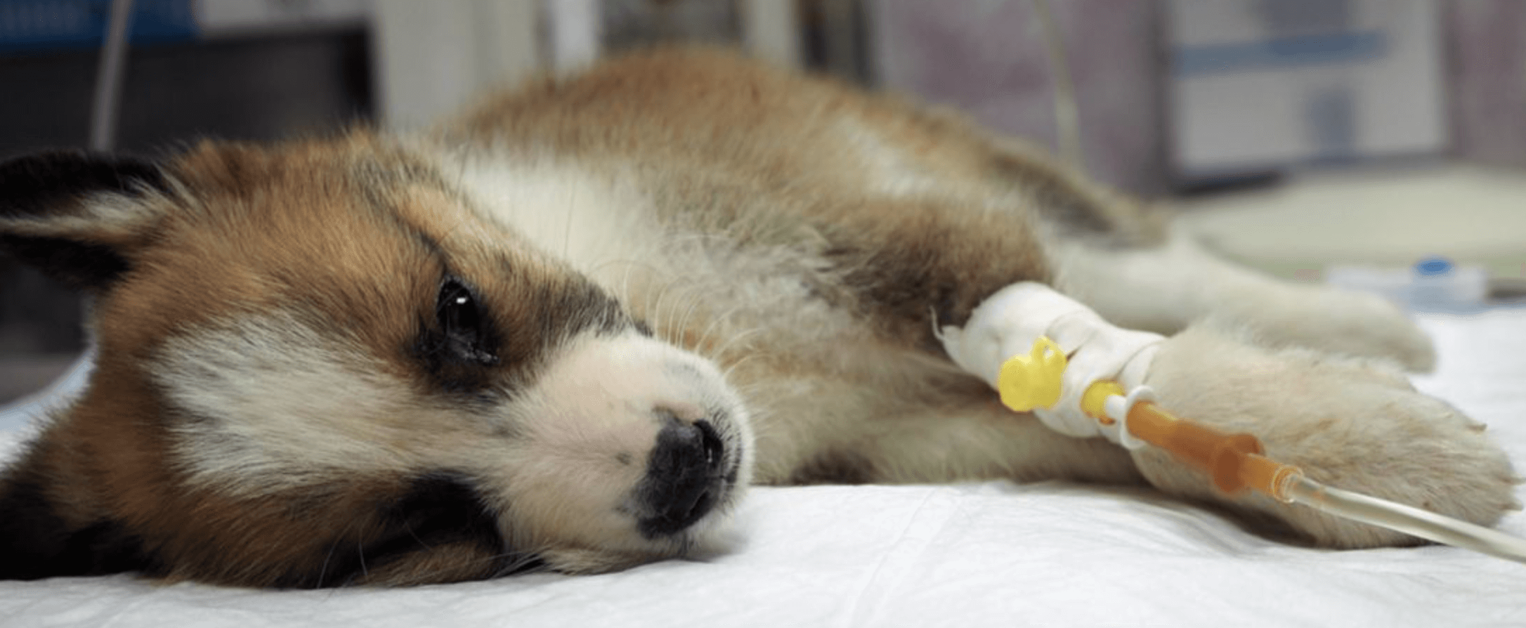 강아지 디스템퍼