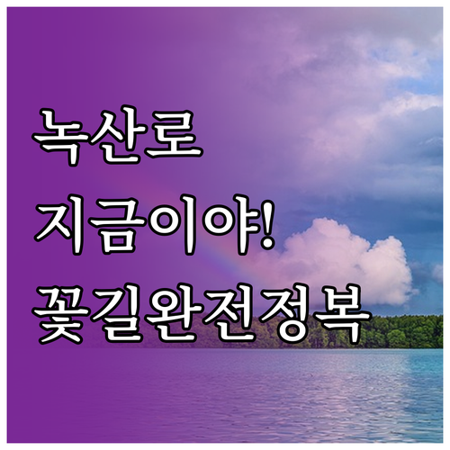 녹산로 유채꽃 벚꽃 도로 드라이브 최..