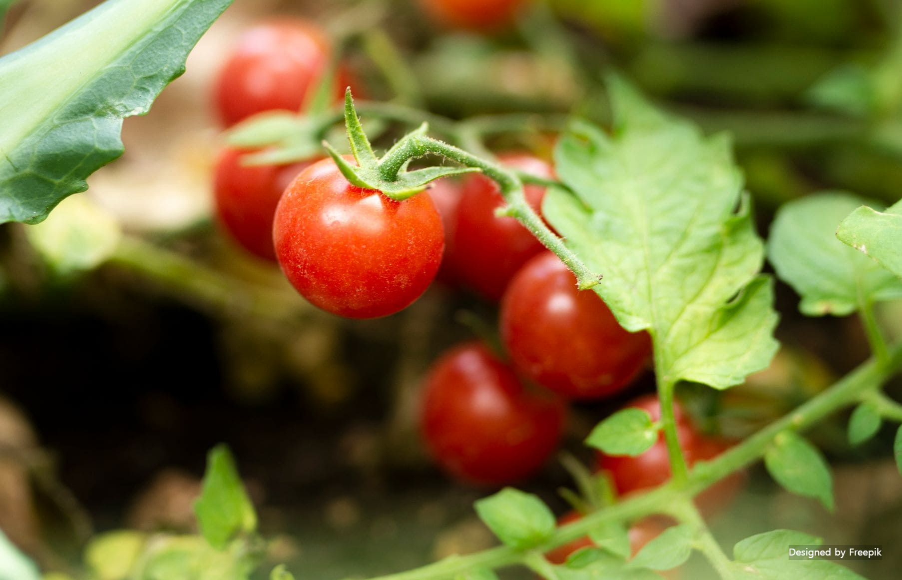 방울토마토 키우기