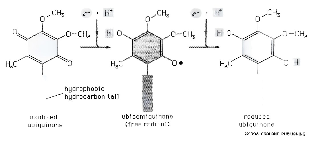 Co-enzyme Q10의 형태