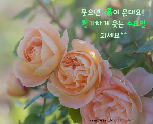 복이오는 수욜인사