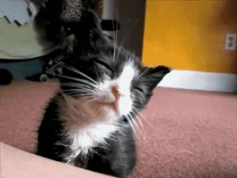 귀여운 고양이 움짤