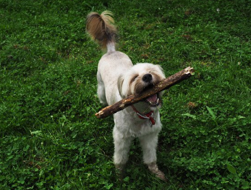 막대기를 물고 노는 티베탄테리어.
