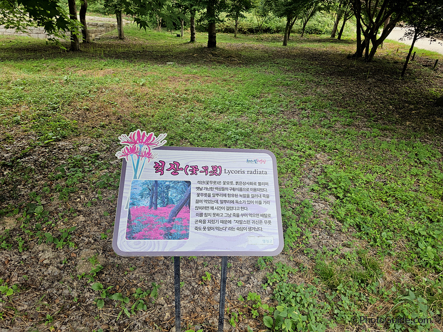 영광군 불갑산 상사화축제 2024