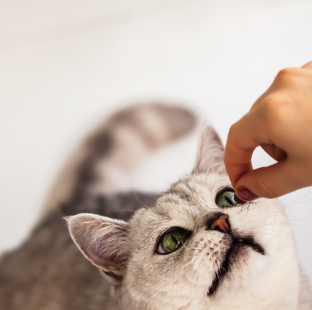 거대 결장증 약을 먹는 고양이.