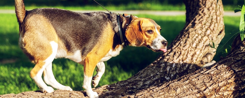 강아지 훈련 시키는 방법 15