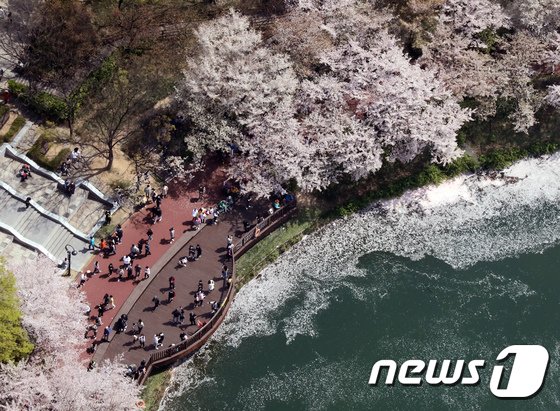 석촌호수 벚꽃